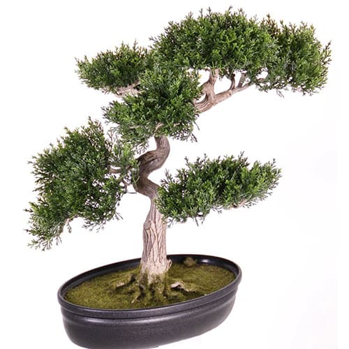 Bonsai keder