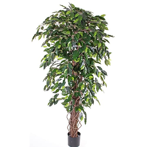 Fikus Bendzamin 150cm