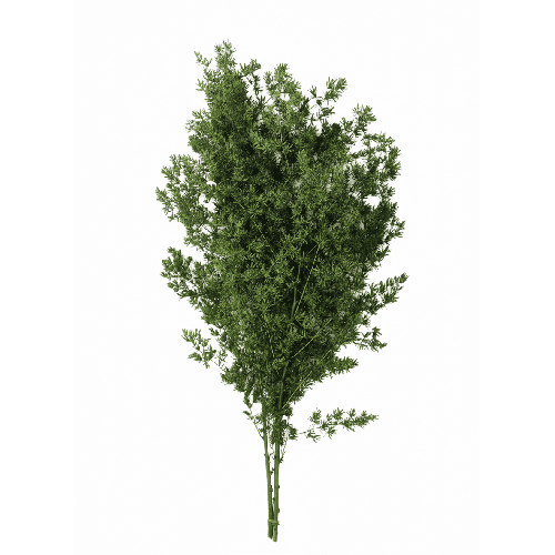 Mina fern