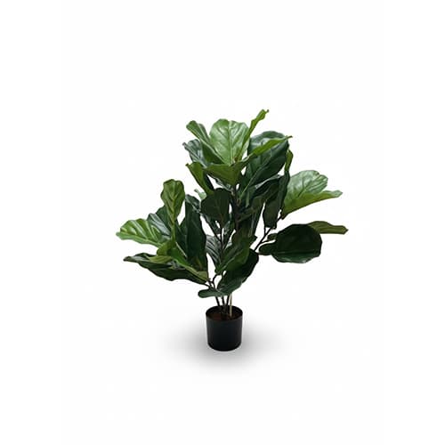 Lyrata
