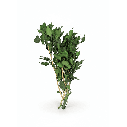 Hedera