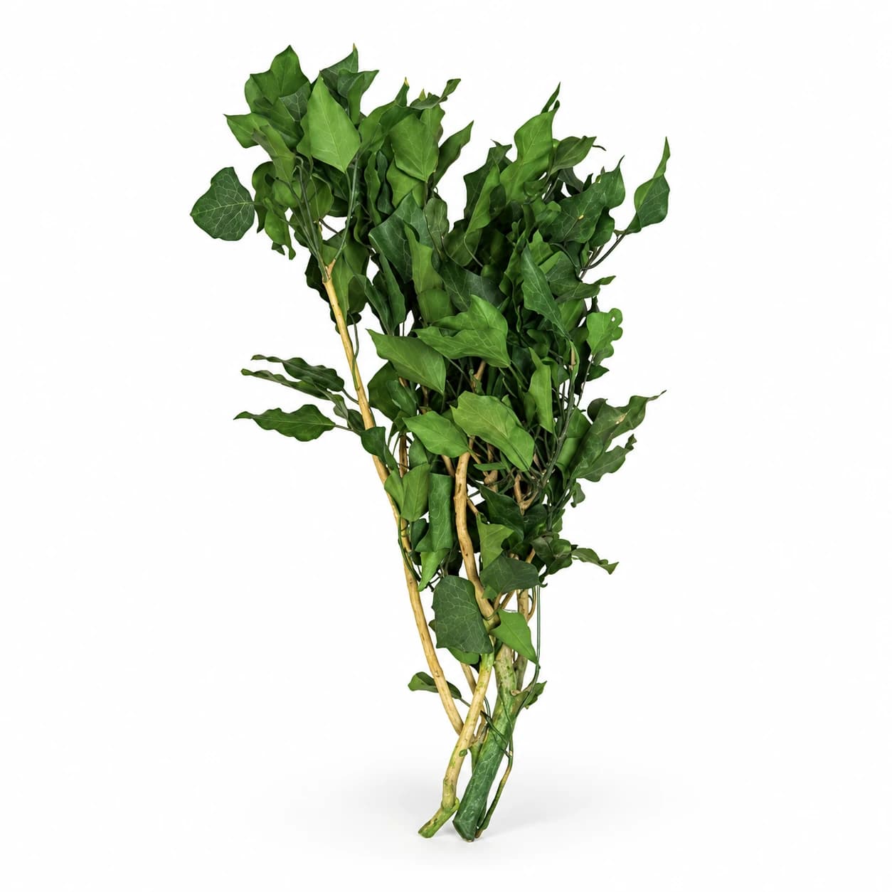 Hedera – proizvod na beloj pozadini