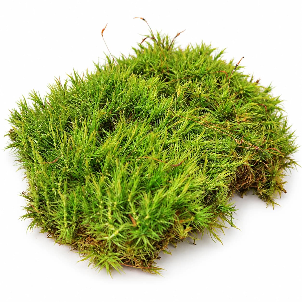 Provance moss tamna – proizvod na beloj pozadini