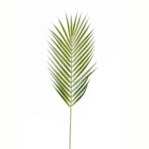 Palma grana 75cm
