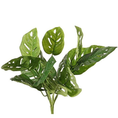 Monstera 40cm