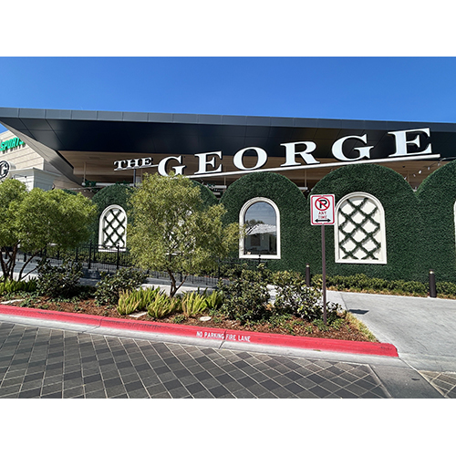 zeleni zid bršljan Zeleni zid brsljan mix 50*50 - Slika 4