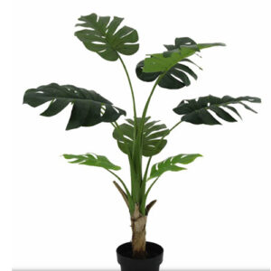 Monstera u saksiji