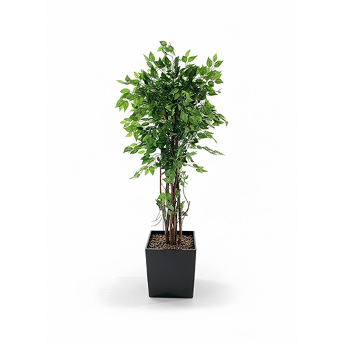 IMG_5101500x500 Bendžamin šatirani