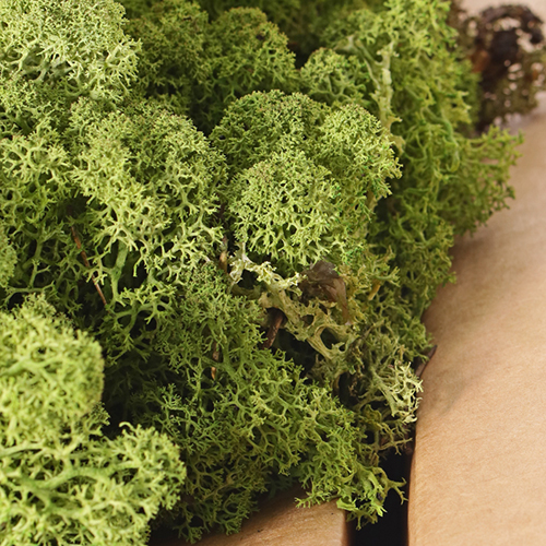 n70 Mahovina - srednje zelena N70 - Slika 2