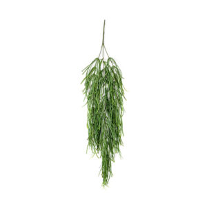 Rhipsalis 80cm