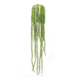 Senecio