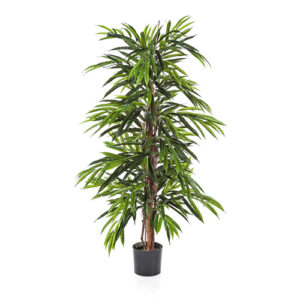 Longifolia