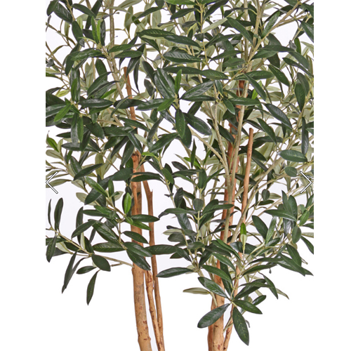 Maslina T165cm UV 500 2 Maslina 165cm, UV - Slika 2