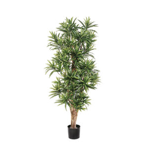 DRACAENA REFLEXA 184cm