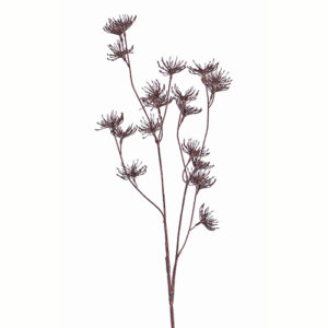 Daucus carota 66cm