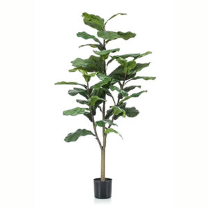 Ficus Lyrata 120cm