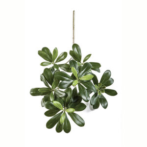 Pittisporum mountain spray x 66