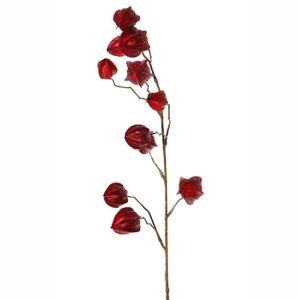 Physalis crveni 80cm