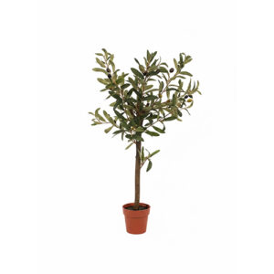 Malo drvo masline 65cm