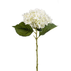 Hydrangea annabelle stem
