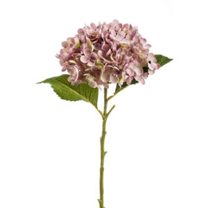 Hydrangea annabelle purple