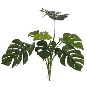 Monstera 75cm UV