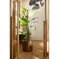 strelitzia nicolai 180cm