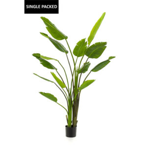Strelitzia nicolai 180cm
