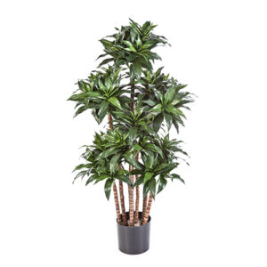 Dracena compacta 120cm