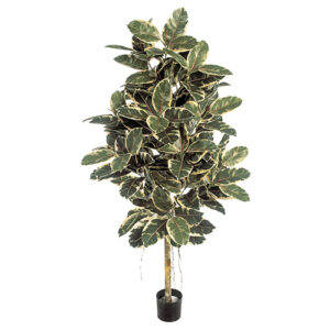 Ficus Elastica 180cm