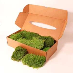 Provance moss svetla