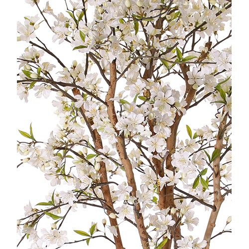 tp1919 Jabukovo drvo - Slika 2