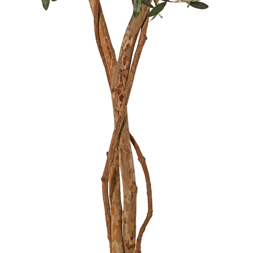 tp3636 Drvo masline - Slika 2