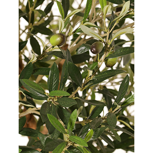 tp363636 Drvo masline - Slika 3