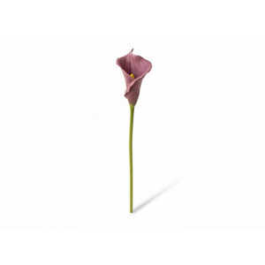 Ljubičasta Calla