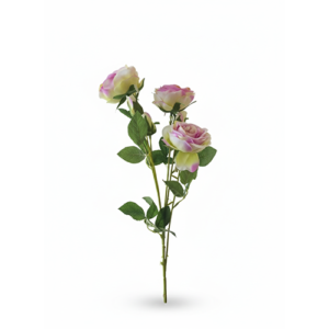 Ljubicasto bele ruze